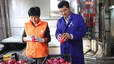 雅大1000斤火龍果酒發(fā)酵中，特邀您體驗(yàn)后期果酒壓榨、滅菌全過(guò)程！