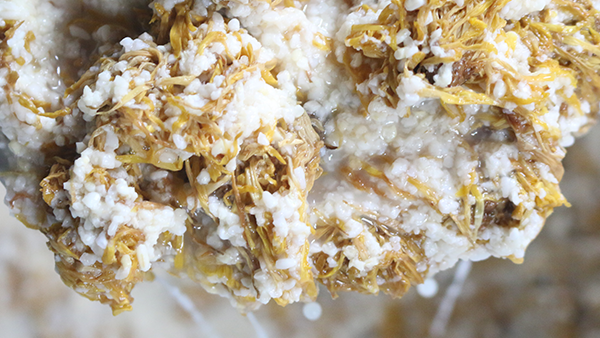 重陽節(jié)養(yǎng)生佳釀，菊花糯米酒的釀酒技藝