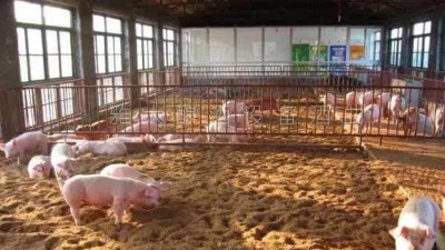 釀白酒設(shè)備釀酒為主，養(yǎng)豬為輔，僅一年時間，收入百萬