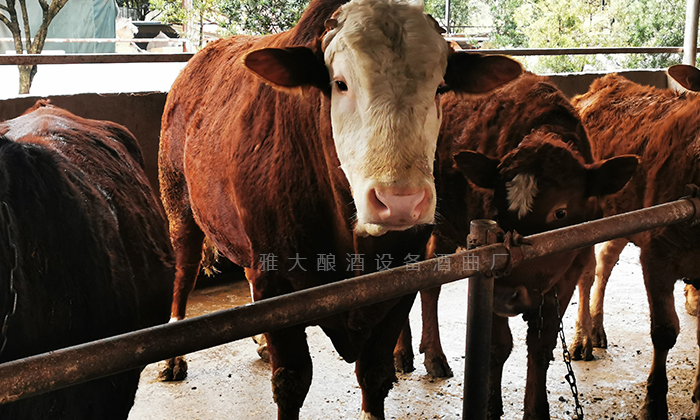 用雅大小型酒廠釀酒設備做酒，酒糟養(yǎng)牛